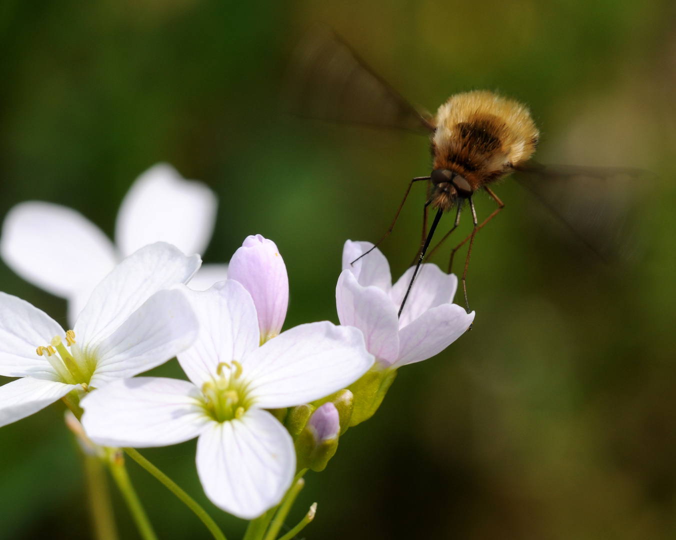 Schwebehummel