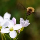 Schwebehummel