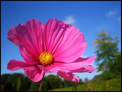 Schweben in Pink