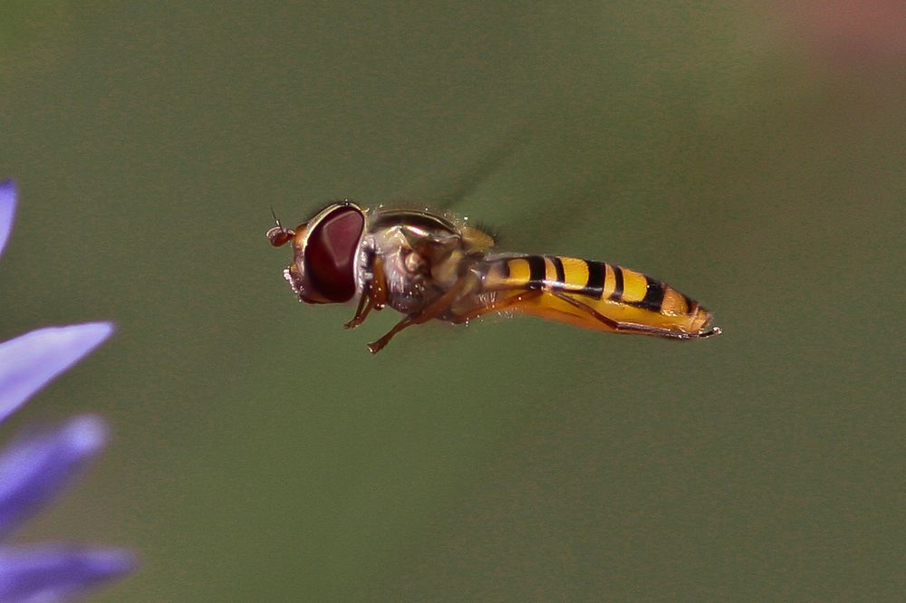 schweben oder fliegen