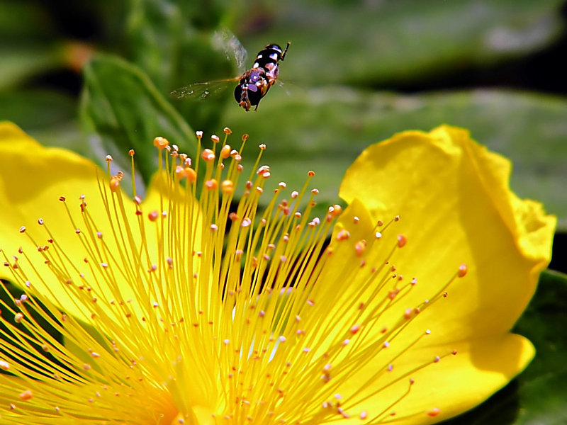 Schweben über Blüte