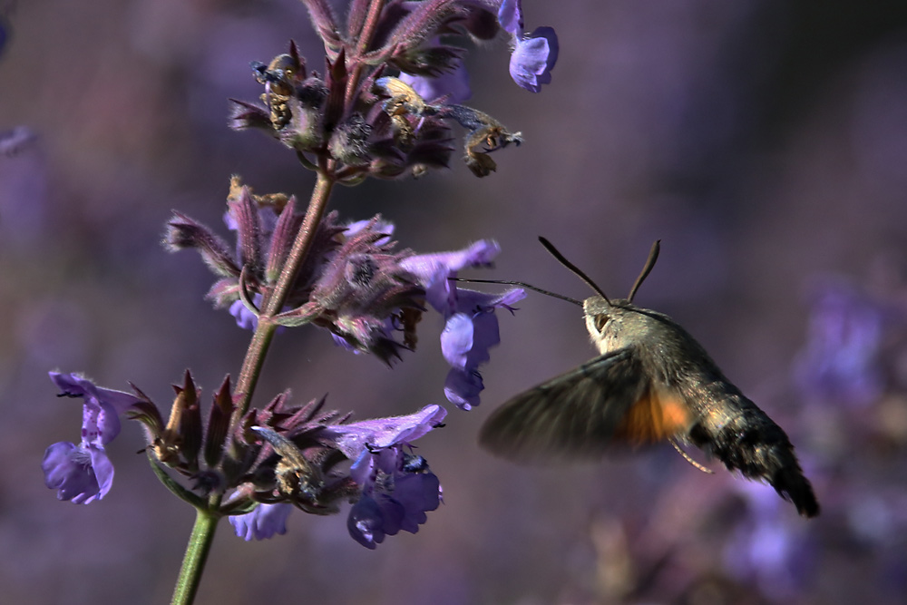 schwebend an den Blüten