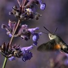 schwebend an den Blüten