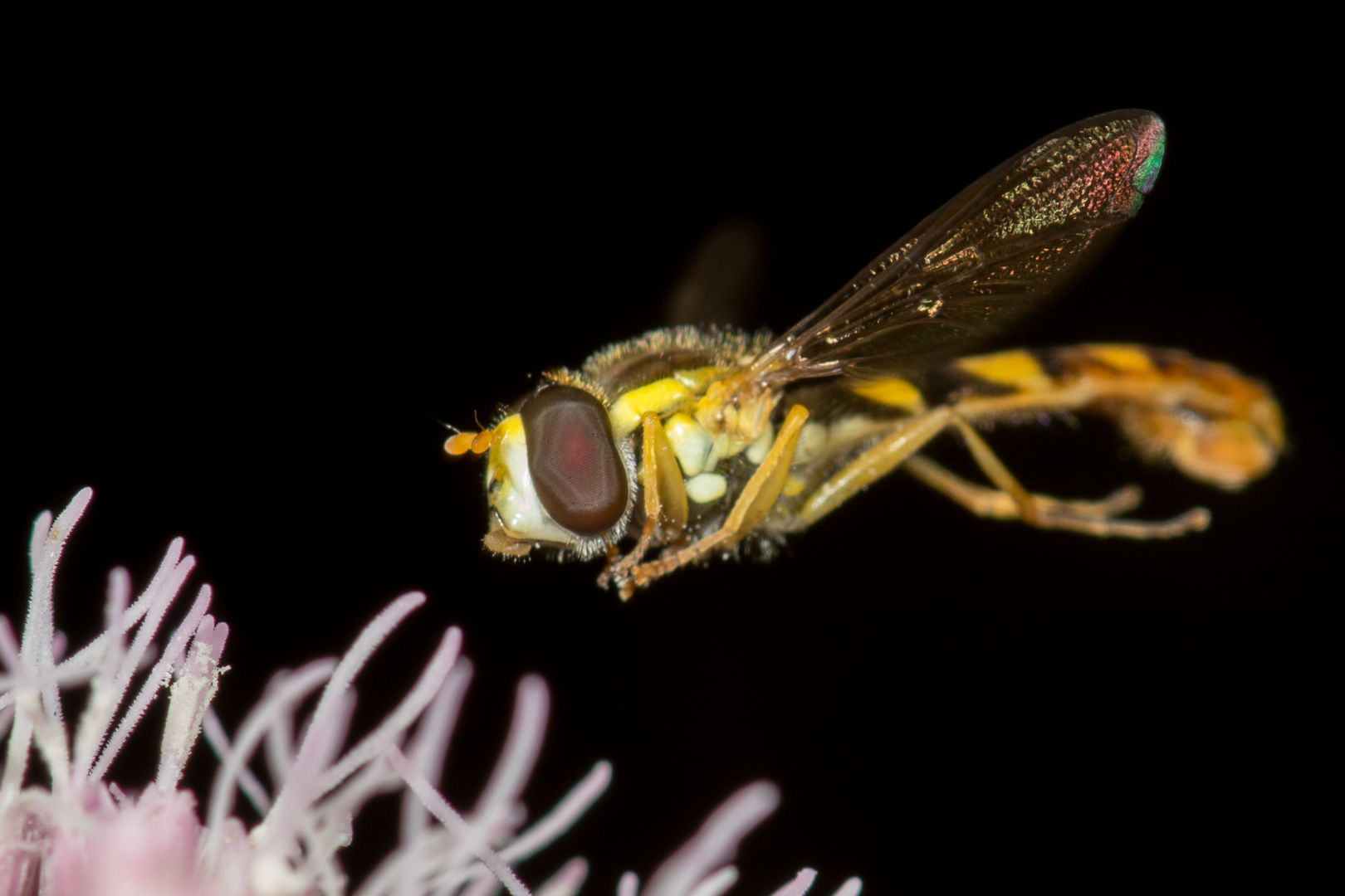 Schwebend fliegende Schwebfliege