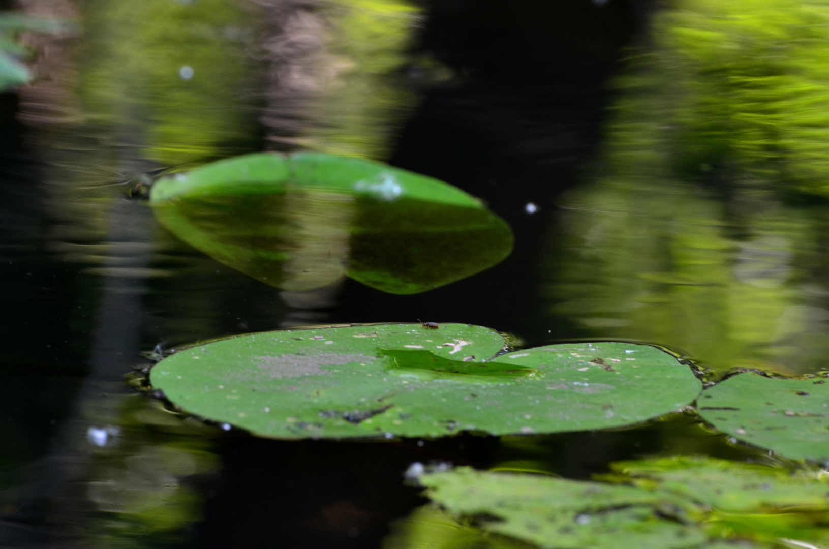 SCHWEBEND IM WASSER