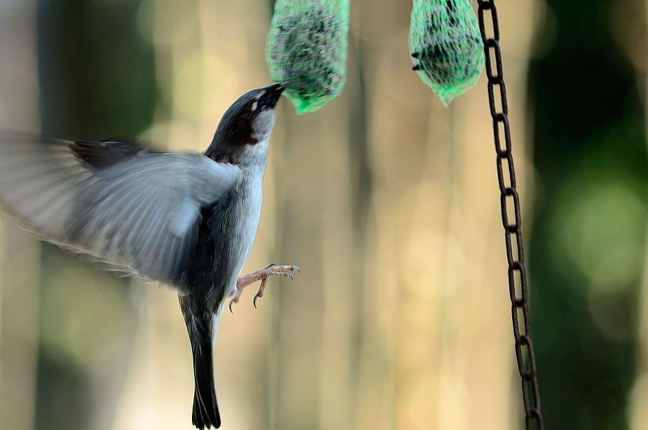 Schwebend wie ein Kolibri....