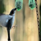 Schwebend wie ein Kolibri....