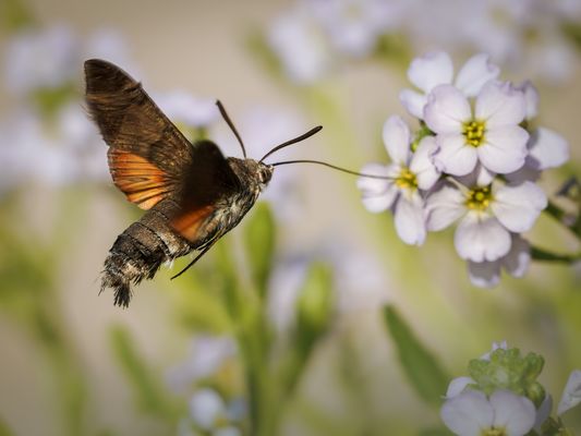 Schwebend zum Erfolg