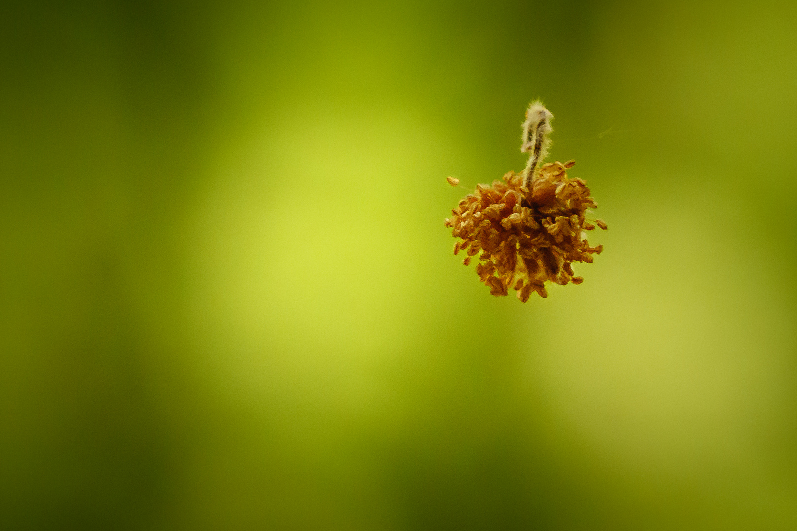 Schwebende Blüte