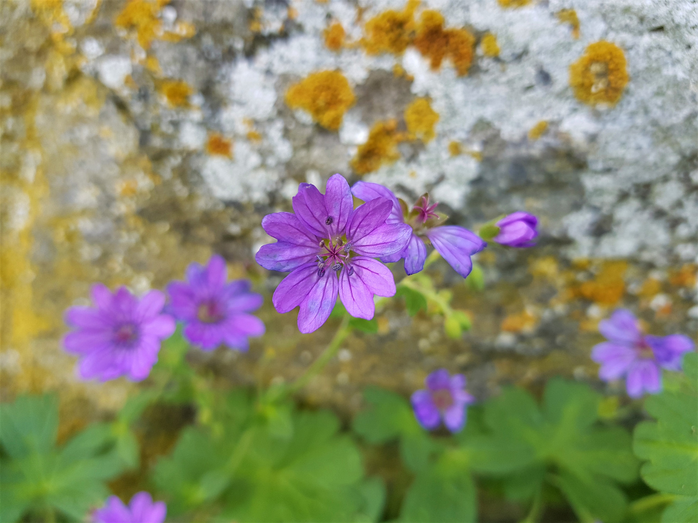 schwebende Blüten