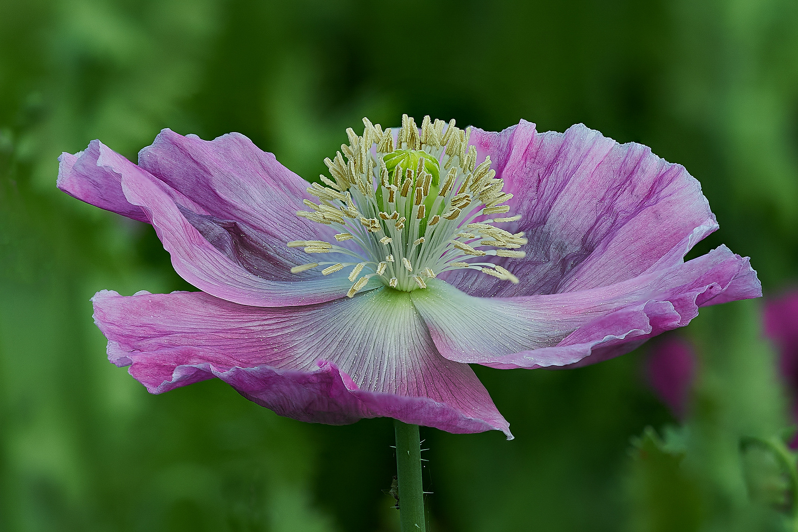 Schwebende Elfe aus Mohn