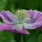 Schwebende Elfe aus Mohn