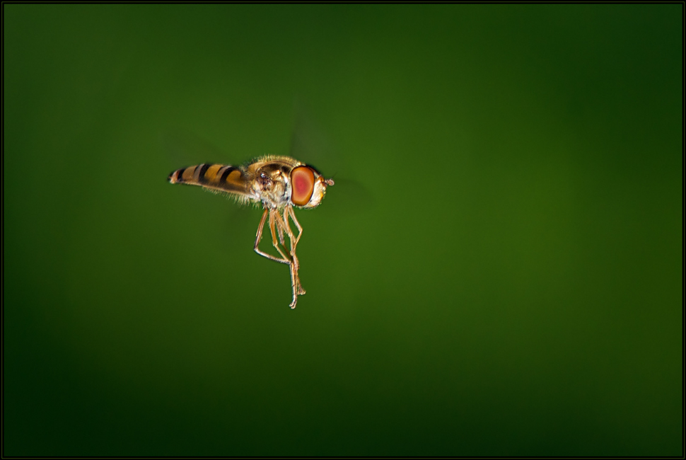 Schwebende Fliege