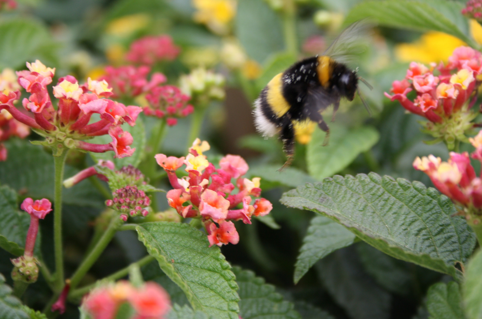 schwebende Hummel