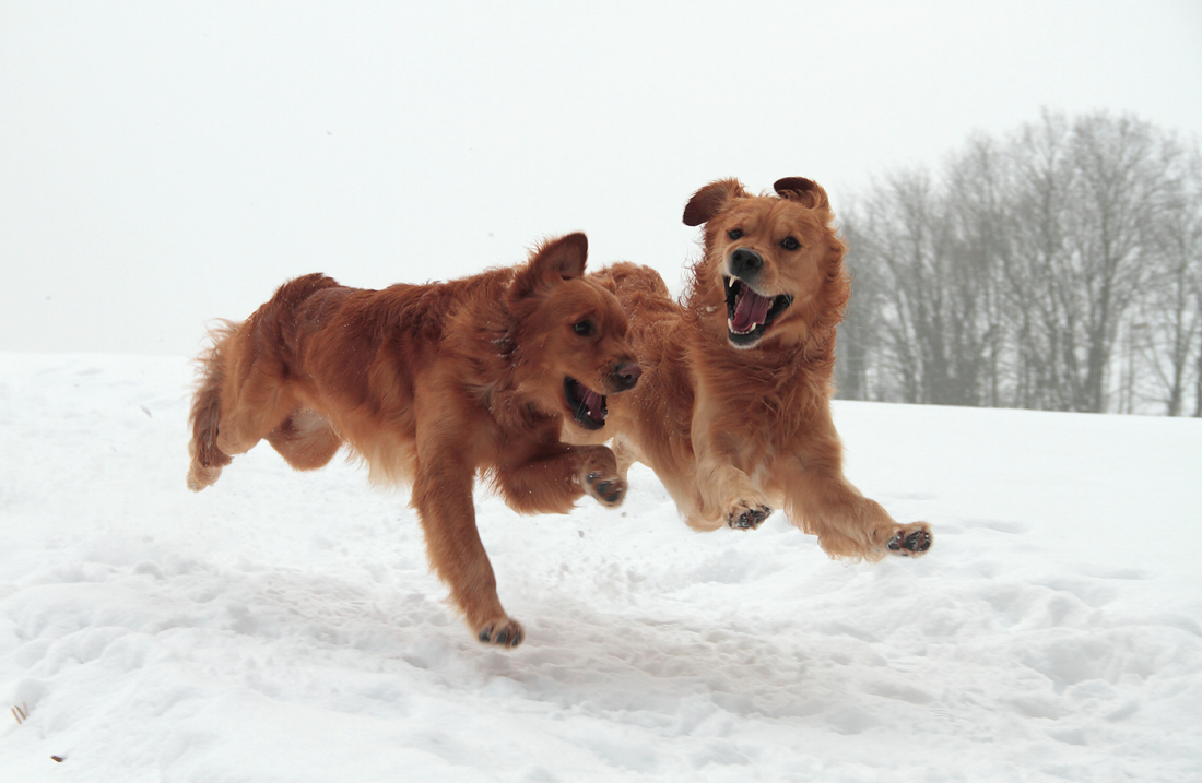 Schwebende Hunde