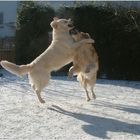 schwebende Hunde :)