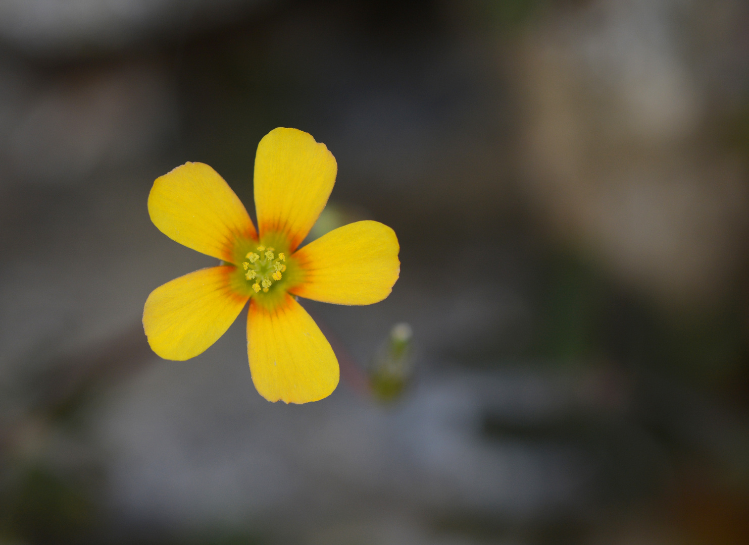 Schwebende Klee-Blüte