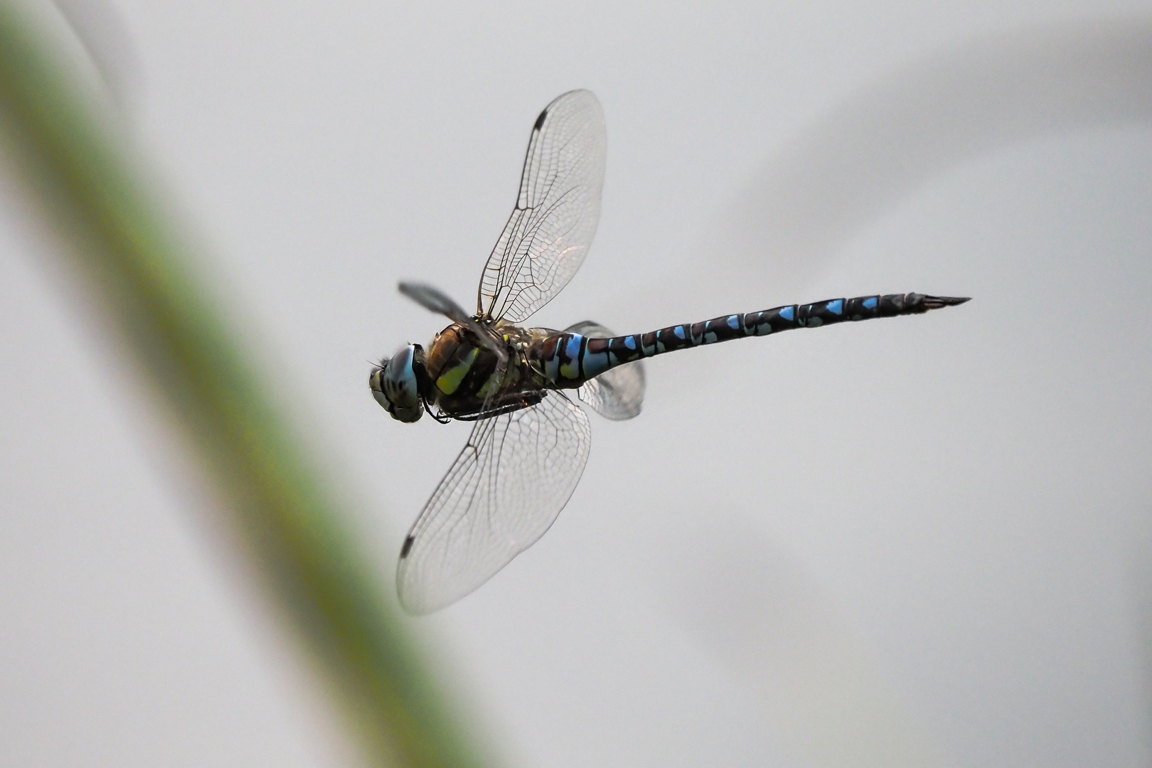 Schwebende Libelle