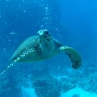 Schwebende Meeresschildkröte