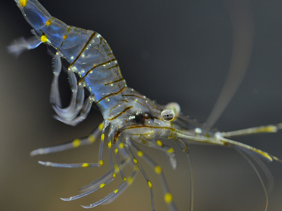 Schwebende Palaemon elegans von der Insel Giglio