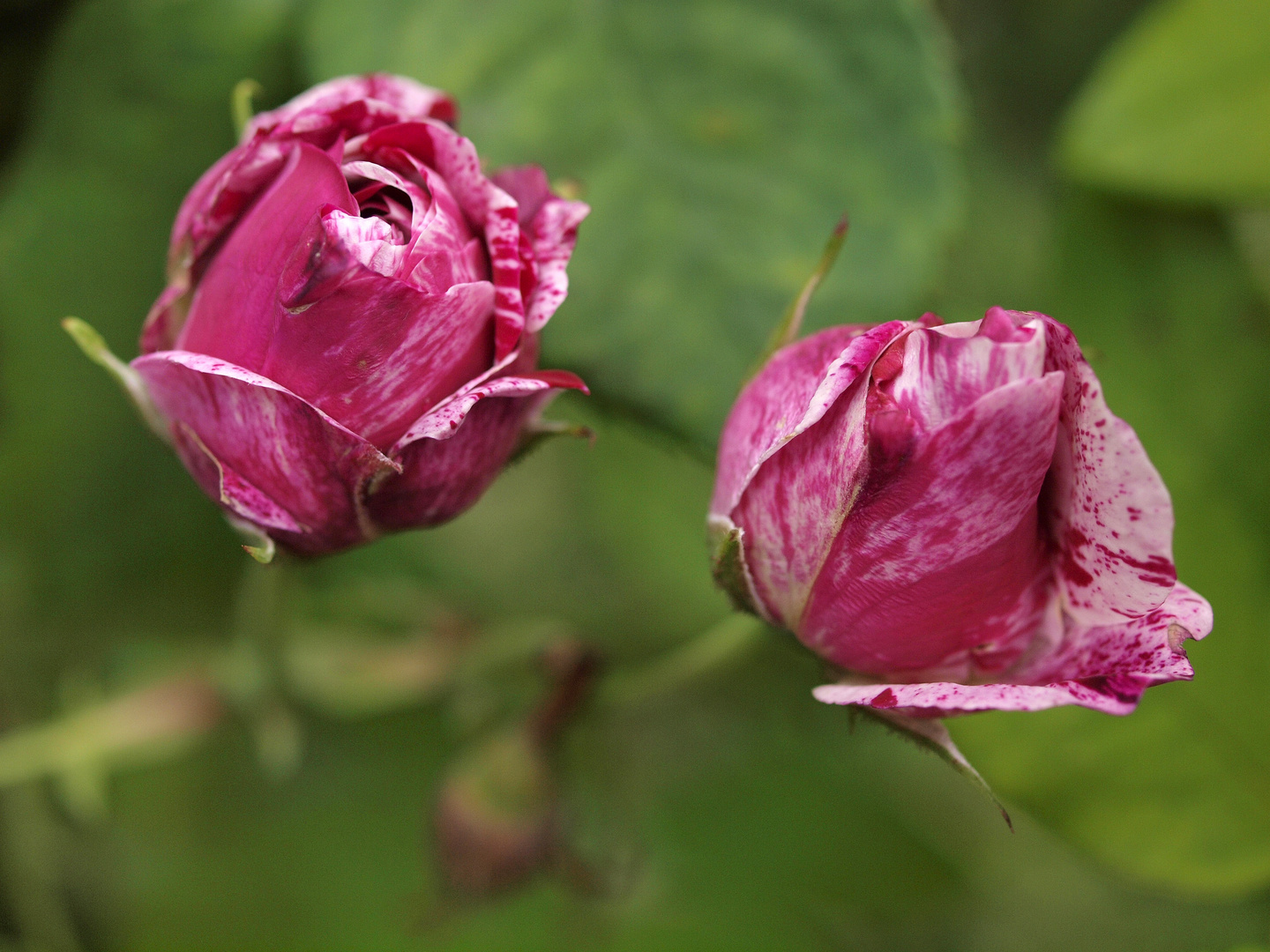 Schwebende Rosen