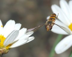 Schwebende Schwebfliege