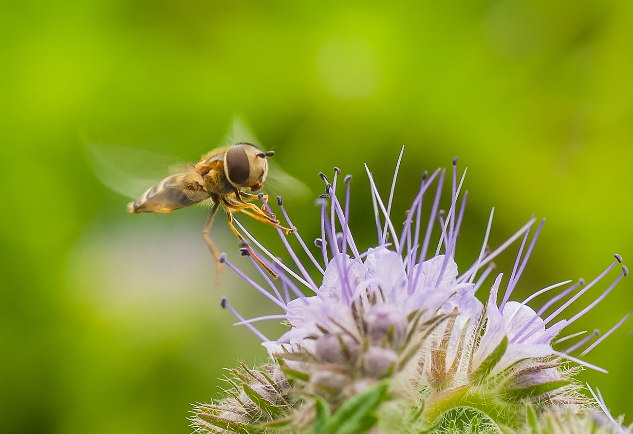 schwebende schwebfliege