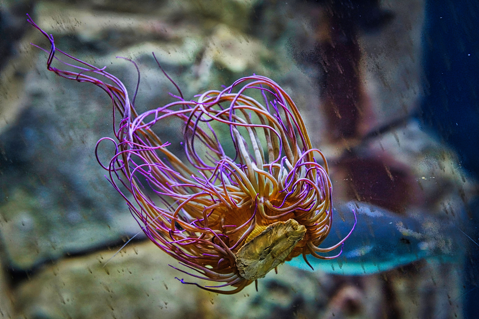 Schwebende Seeanemone