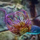 Schwebende Seeanemone