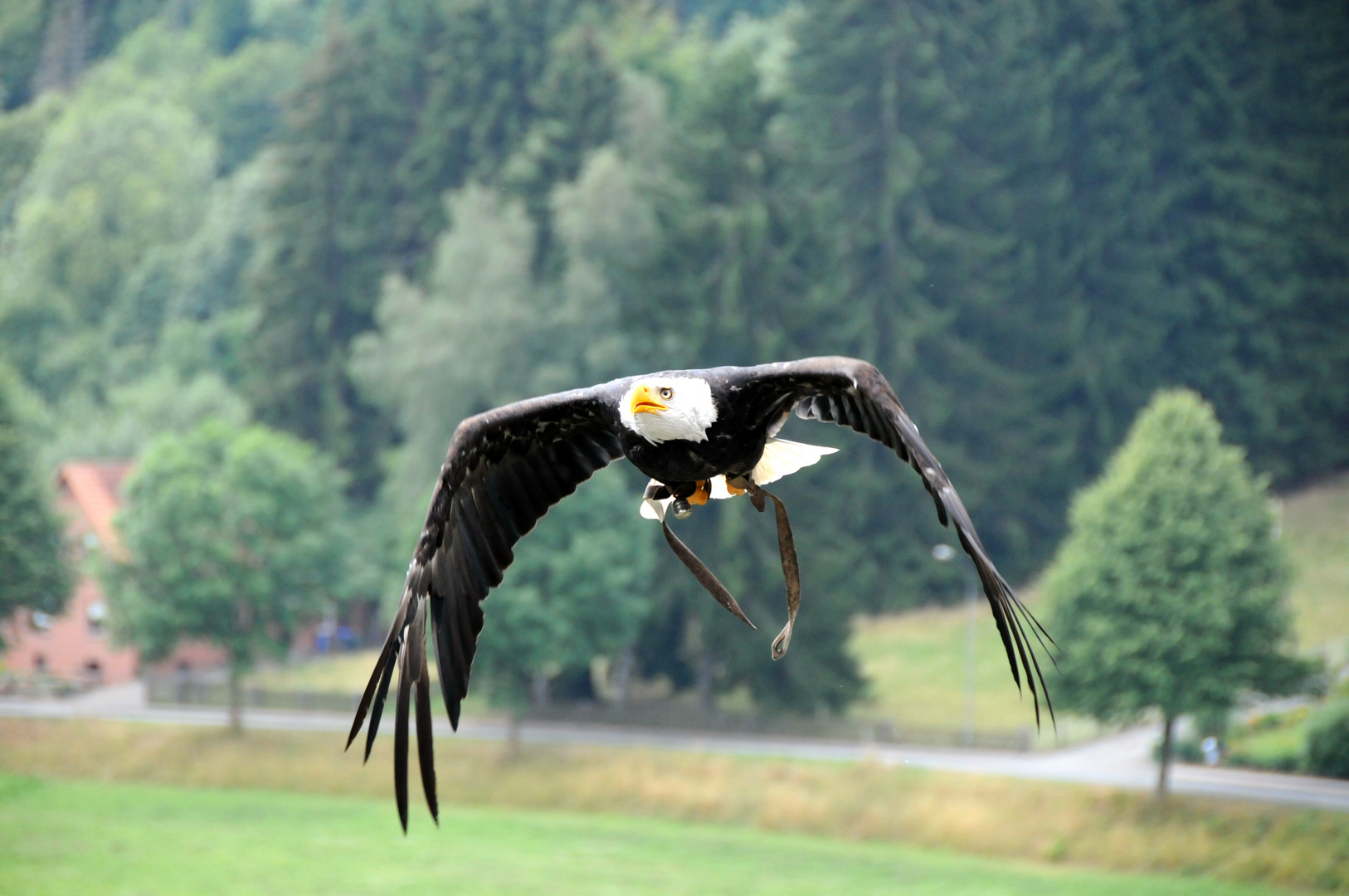 schwebender Adler