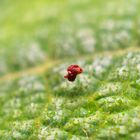 Schwebender Blütenpollen auf Blattoberfläche