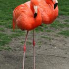 schwebender flamingo ?
