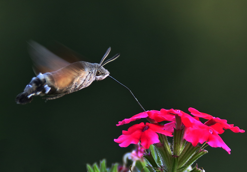 schwebender "Kolibri"