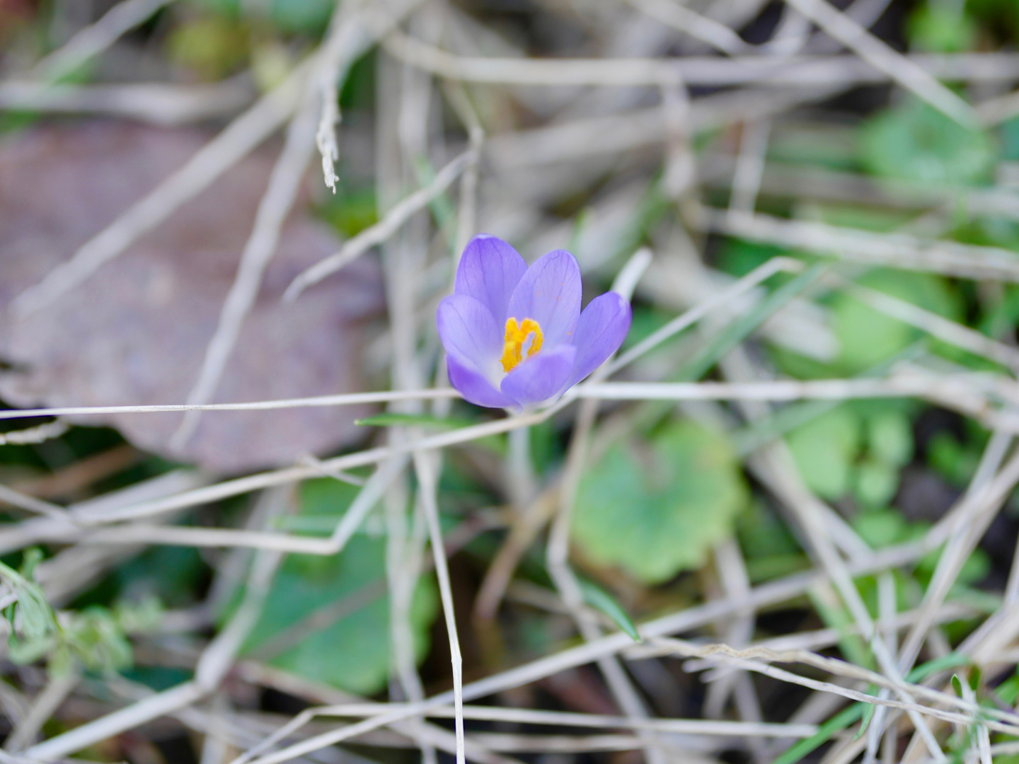 schwebender krokus