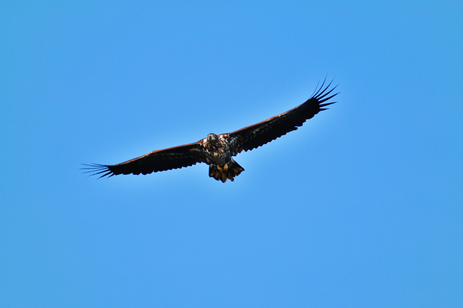 Schwebender Seeadler in der Lewitz