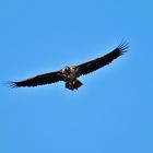 Schwebender Seeadler in der Lewitz