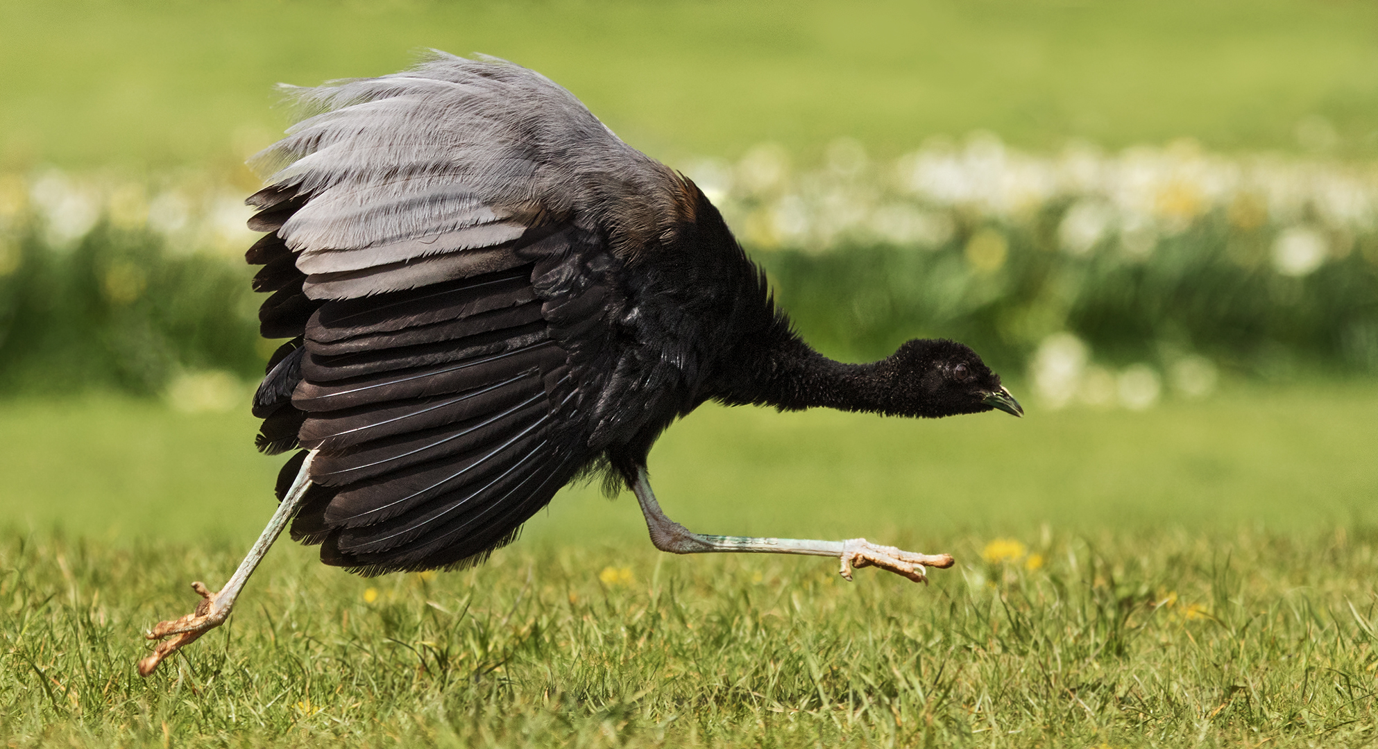 Schwebender Trompetenvogel