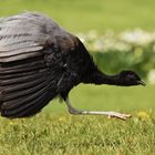 Schwebender Trompetenvogel