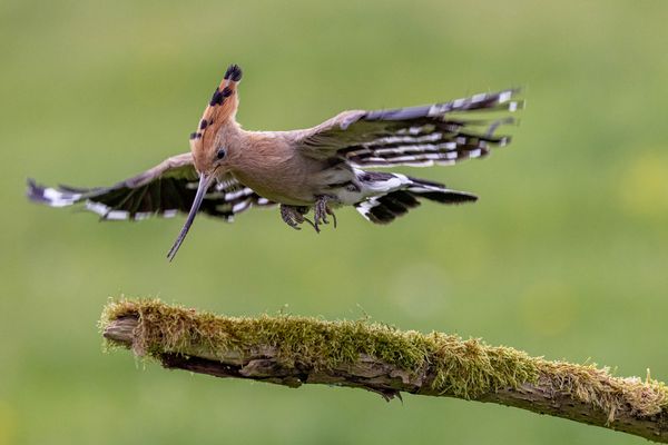 Schwebender Wiedehopf / Hovering hoopoe (0736)