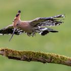 Schwebender Wiedehopf / Hovering hoopoe