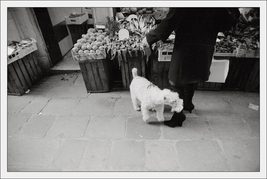 schwebender_hund_vor_marktstand.jpg