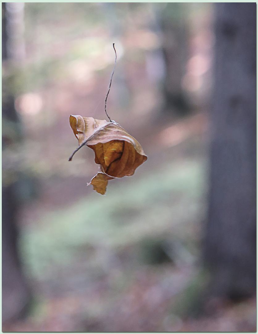 Schwebendes Blatt