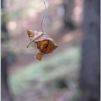 Schwebendes Blatt