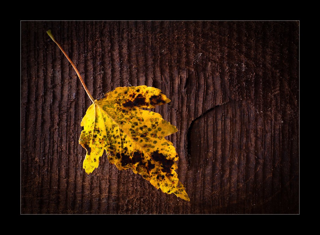 Schwebendes Blatt