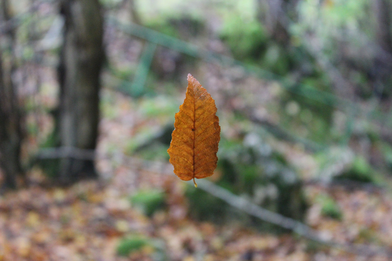 Schwebendes Blatt