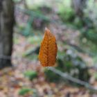 Schwebendes Blatt