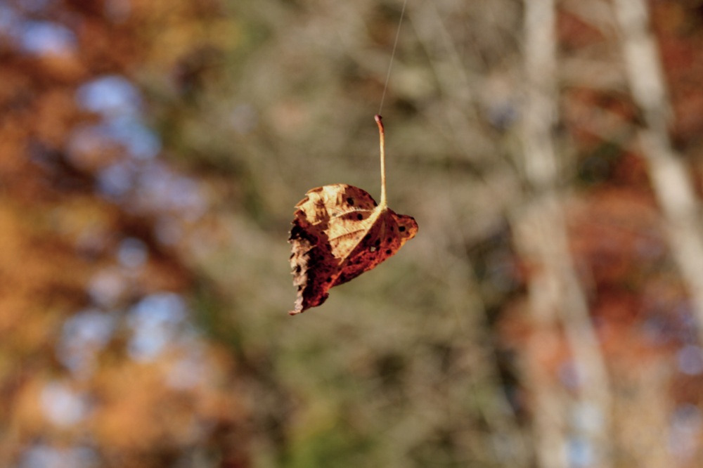 Schwebendes Blatt