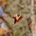 Schwebendes Blatt