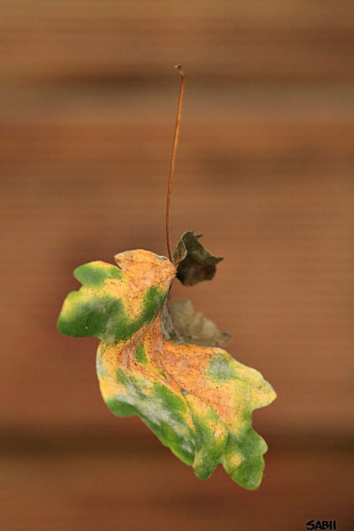 Schwebendes Blatt