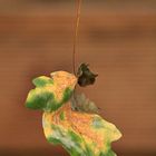 Schwebendes Blatt